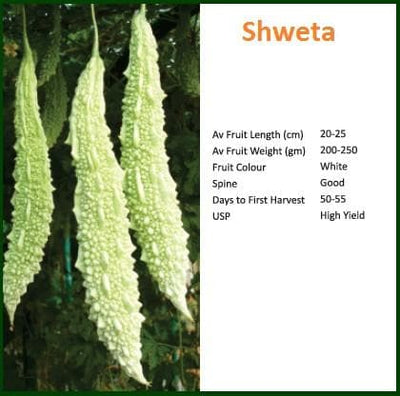 SWETA BITTER GOURD ( स्वेता करेला )