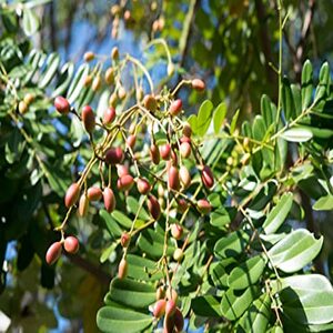 PIONEER AGRO SIMAROUBA GLAUCA (PARADISE TREE) TREE SEEDS