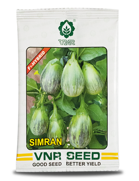 Simran F1 Hybrid Binjal Seeds