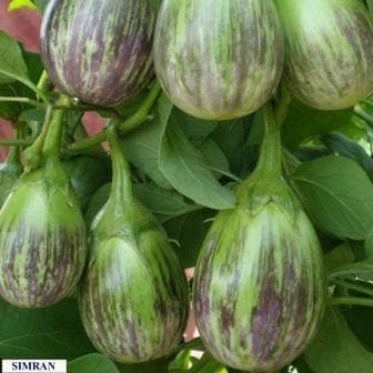 Simran F1 Hybrid Binjal Seeds