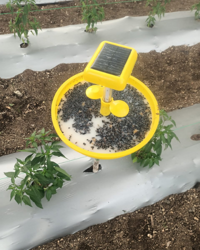 SK AGROTECH SOLAR LIGHT INSECT TRAP