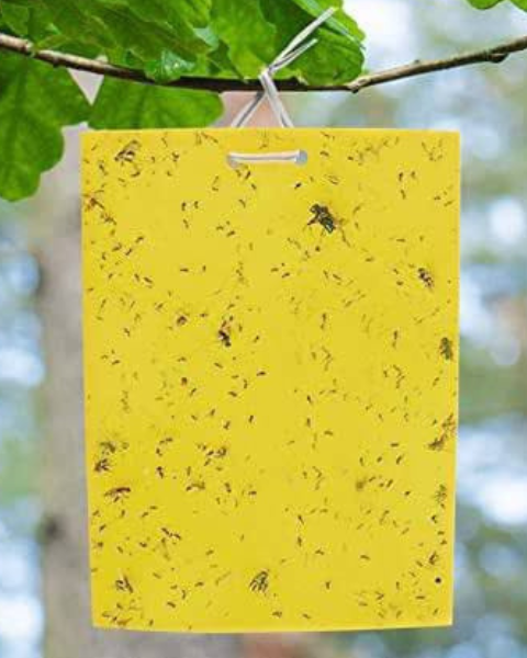 SK AGROTECH YELLOW STICKY INSECT TRAP 6 X 8 INCH