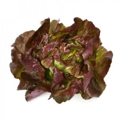 SKYPHOS RZ (43-15) LETTUCE