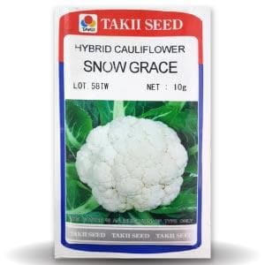 SNOW GRACE CAULIFLOWER F1