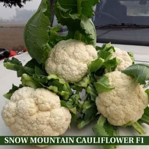 SNOW MOUNTAIN CAULIFLOWER F1