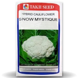 SNOW MYSTIQUE CAULIFLOWER F1