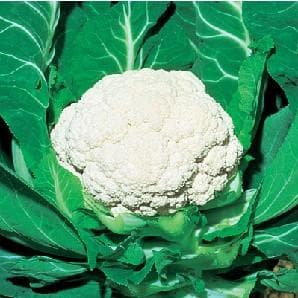 SNOW MYSTIQUE CAULIFLOWER F1