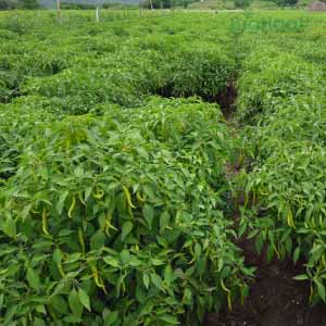 SONAL CHILLI HYBRID SEEDS