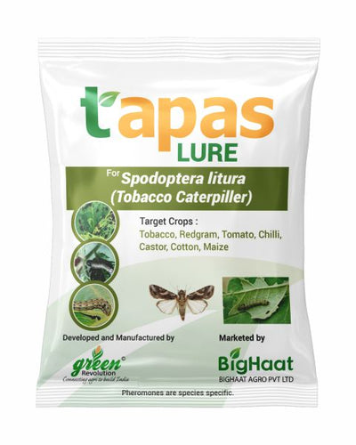 TAPAS TOBACCO CATERPILLAR LURE