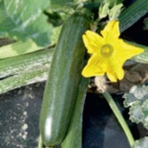 GREEN STAR SQUASH