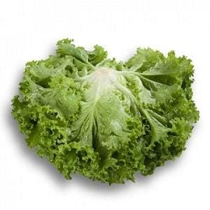 STARFIGHTER RZ (81-85) GREEN BATAVIA LETTUCE