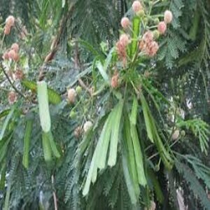 PIONEER AGRO SUBABUL TREE SEED (SLEUCAENA LEUCOCEPHALA)