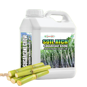 SUGARCANE MICROBIAL CONSORTIA (SMC), BIO FERTILIZER, SUGARCANE SPECIAL TO INCREASE GROWTH AND DEVELOPMENT