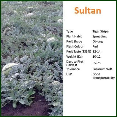 SULTAN WATERMELON SEEDS