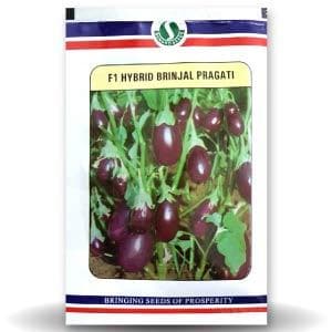 BRINJAL PRAGATI (CHU-CHU)