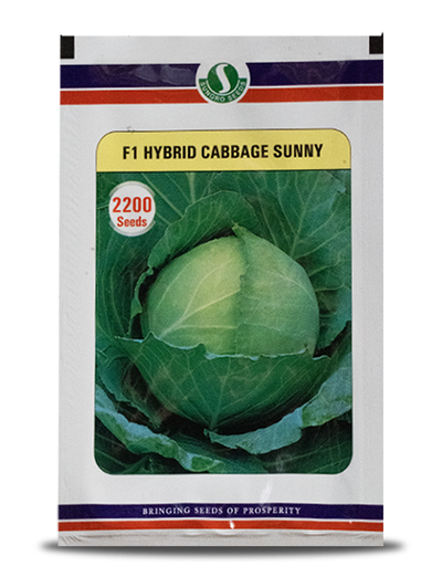 SUNNY CABBAGE