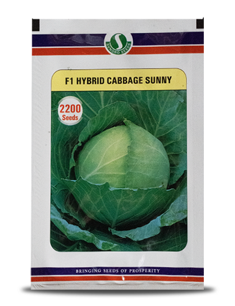 SUNNY CABBAGE