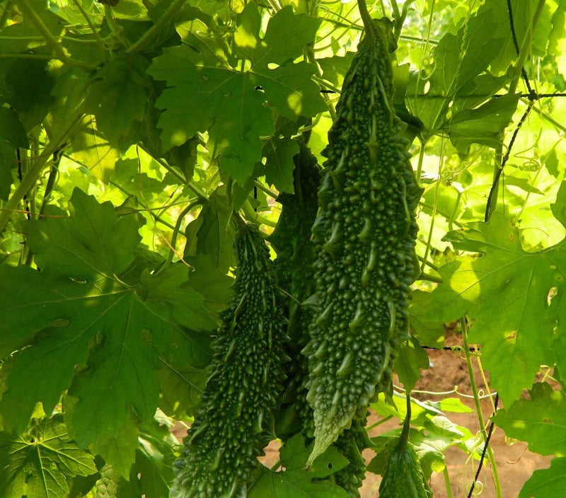 SUPER MOHINI BITTERGOURD ( सुपर मोहिनी करेला )