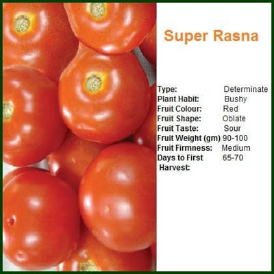 SUPER RASNA TOMATO ( सुपर रसना टमाटर )