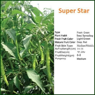 SUPER STAR CHILLI