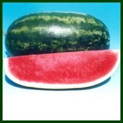 SUPRIT 2 WATER MELON