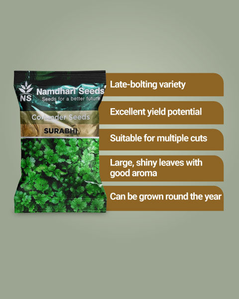 Surabhi Coriander Seeds