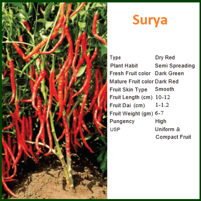 SURYA CHILLI SEEDS