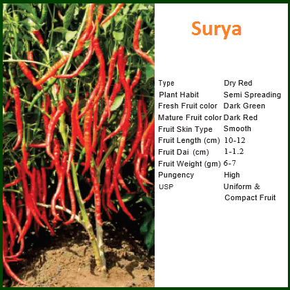 SURYA CHILLI SEEDS