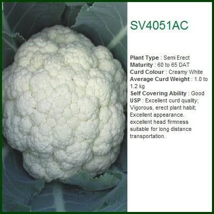 SV4051AC CAULIFLOWER SEEDS