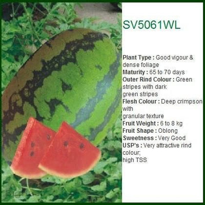 SV5061WL WATER MELON