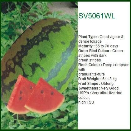 SV5061WL WATER MELON