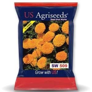 SW 509 MARIGOLD SEEDS