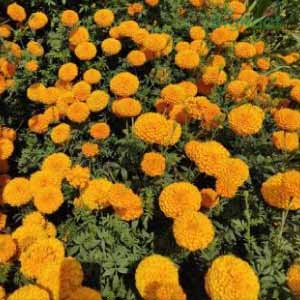 SW 509 MARIGOLD SEEDS