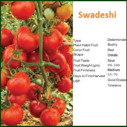 SWADESHI TOMATO ( स्वदेशी टमाटर )