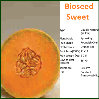 SWEET MUSKMELON