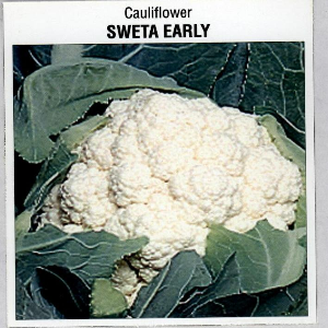 SWETA EARLY CAULIFLOWER SEEDS