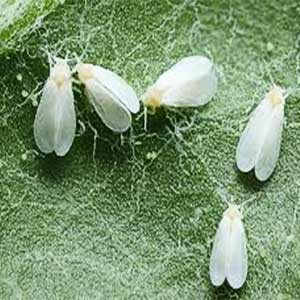 T. STANES GOAL (WHITEFLY TRAP & LURE)