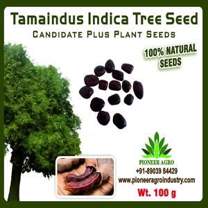 TAMARINDUS TREE SEEDS