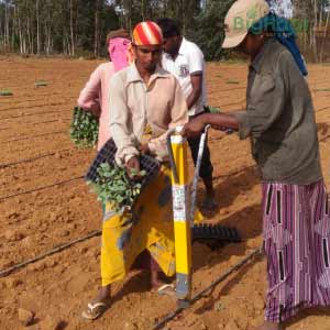 TAPAS VEGETABLE SEEDLINGS TRANSPLANTER (MANUAL)