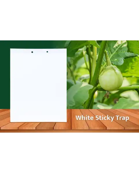 TAPAS WHITE STICKY TRAP 22 Cm X 28 Cm