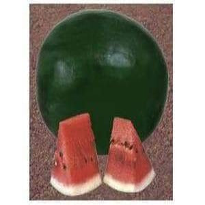 TEJAS WATERMELON