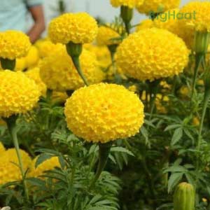 TENNIS BALL F1 HYBRID MARIGOLD SEEDS