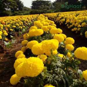 TENNIS BALL F1 HYBRID MARIGOLD SEEDS