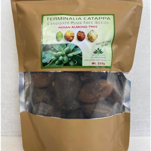 PIONEER AGRO TERMINALIA CATAPPA (INDIAN ALMOND TREE SEED)