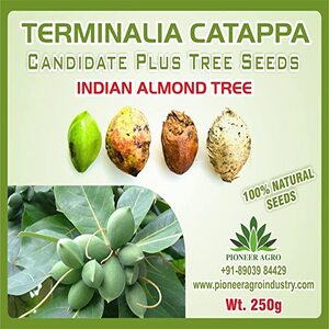 PIONEER AGRO TERMINALIA CATAPPA (INDIAN ALMOND TREE SEED)