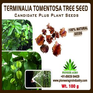 TERMINALIA TOMENTOSA TREE SEED