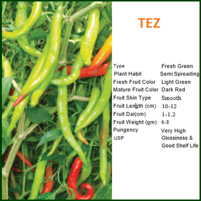 TEZ CHILLI