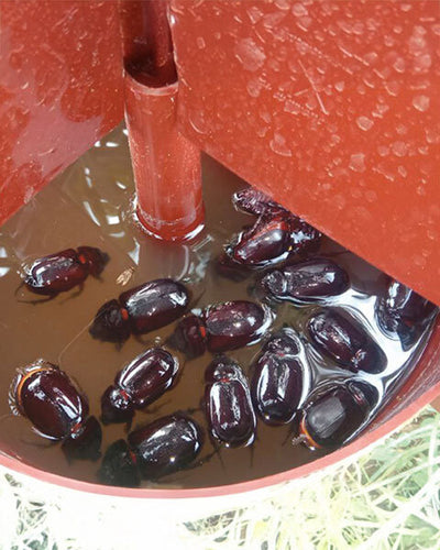 BARRIX HUNTER (Rhinoceros Beetle Trap +LURE )