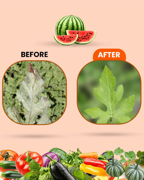 Kay Bee R-Mite (Bio Acaricide) – Effective Organic Solution for All Types of Mite Control