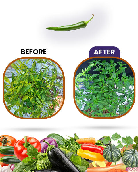 Kaybee Viro Raze Bio Viricide - For Effective Plant Virus & Vector Protection